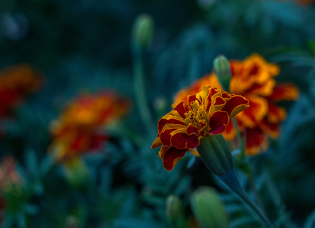 Tagetes flowers with leafs on dark backgroundの写真素材