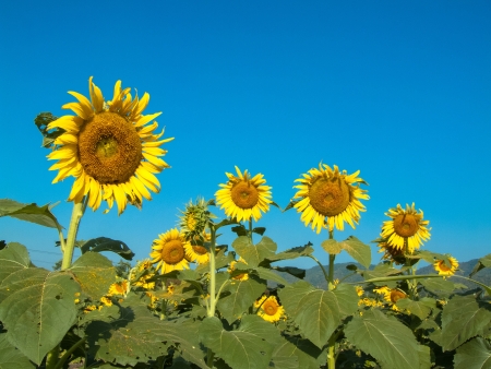 Sunflower field in Lobburi, Thailand の写真素材