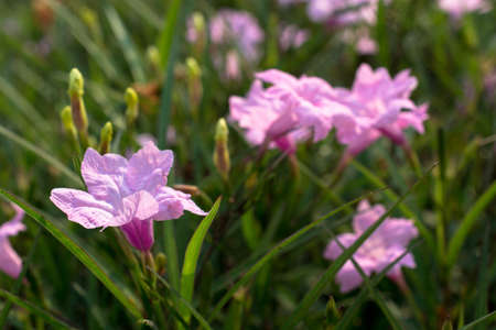 Pink Acanthaceousの写真素材