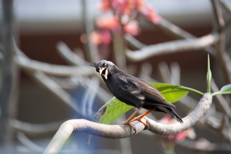 Frighten bird that see a cat down below  の写真素材