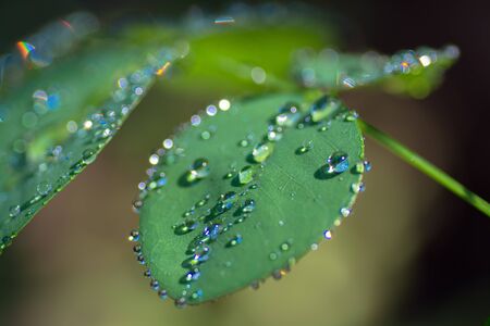 Water droplet on green leaves 