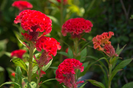 Red Wool Flower in Sirikit Park, Bangkok Thailand の写真素材