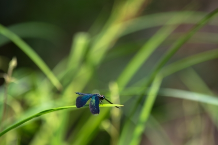 Metalic blue dragonfly in Jed chod Waterfall, Thailand の写真素材