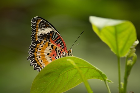 A butterfly on green leave の写真素材