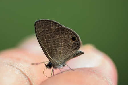 Brown butterfly on fingers 