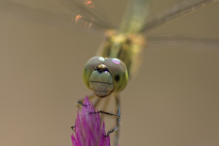 Light green dragonfly on pink flower 