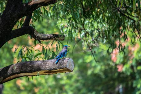 Indian Roller in a park in Thailand の写真素材