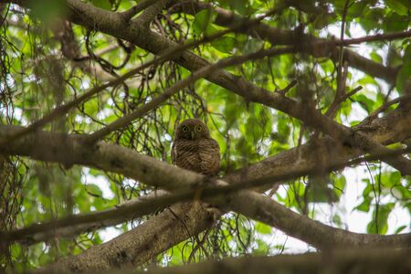 Spotted Owled in Suan-Rot-Fai Bangkok, Thailand の写真素材