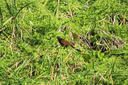 Greater Coucal backyard shot in Bangkok, Thailand 
