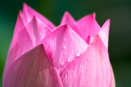 Scared Lotus in Suan Luang Raw Khoa, Bangkok Thailand の写真素材
