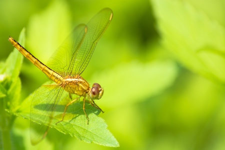 Yellow dragonfly on green leaves background の写真素材
