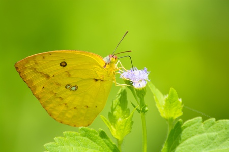 Lemon Emigrant in Khoa Yai National Park, Thailand の写真素材
