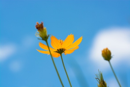 Old and new Yellow Cosmos flower with blue sky in the background の写真素材