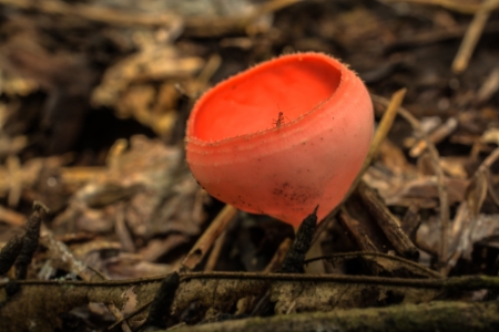 An ant on the rim of champagne mushroom with rotton old leaves background 