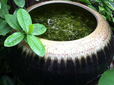 Ceramic vase with water plant in green bushes.の素材