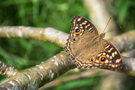 Lemon Pansy butterfly on a branch of Impala Lilly の写真素材