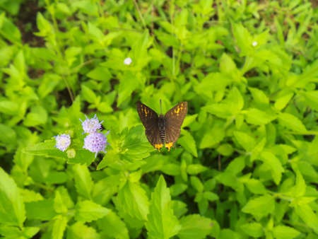 Common Silverline butterfly on weed leave の写真素材