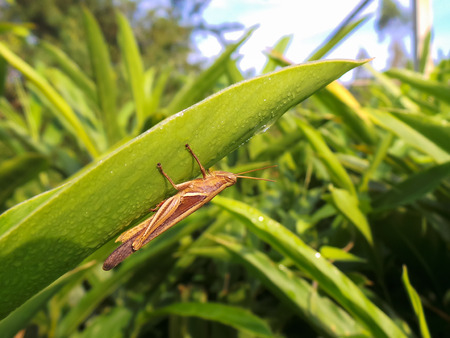 Brown grasshopper under green leaves の写真素材
