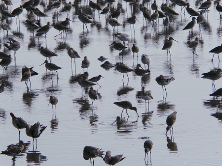 Sea birds bathing cleaning searching for food on mud sand.の素材