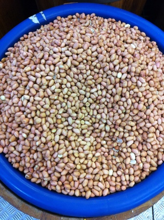 Peanuts with their peel