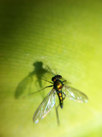 Fly
