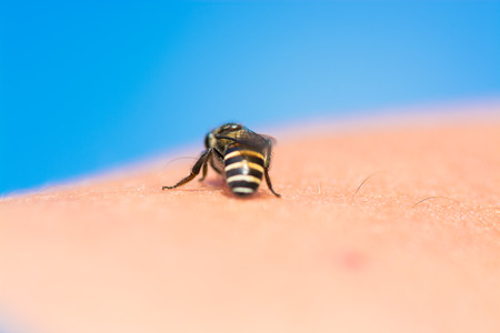 Back of a bee that is licking of sweat from an arm