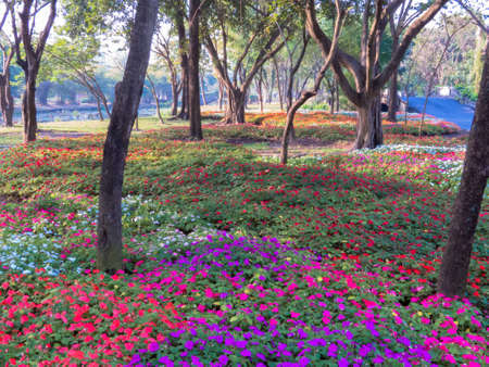 Multicolor flowers in a park の写真素材