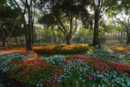 Multicolor flowers in a park の写真素材