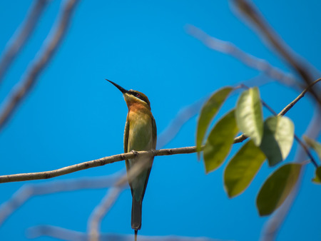 Blue-Tailed Bee-Eater の写真素材
