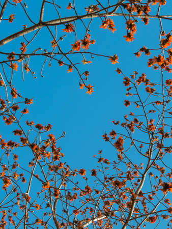 Red Silk Flowers against blue sky の写真素材