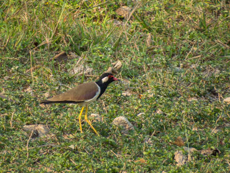 Red Wattled Lapwing-Bird の写真素材