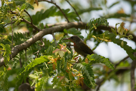 Red Throated Sunbird on Tamarin Tree の写真素材