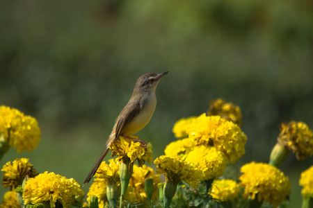 Plain Prinia-Birds 