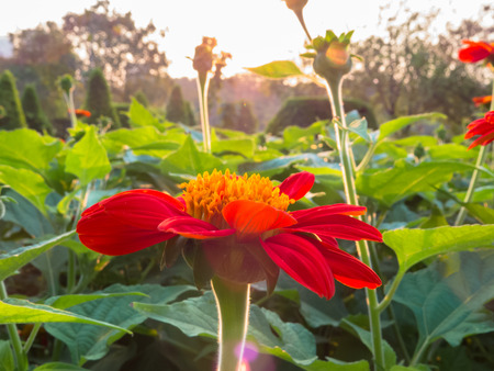 Red Zinnia with back lighted 