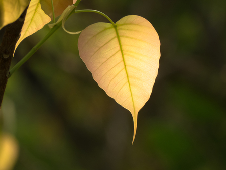 Sacred Fig Leaves with backlight の写真素材