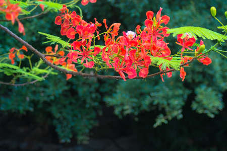 Flame tree-Flowersの写真素材