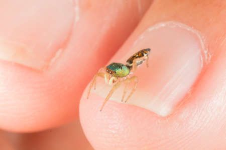Jumping Spiderの写真素材
