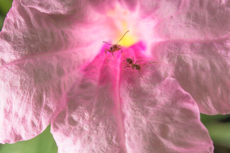 Ants in Acanthaceae Flower