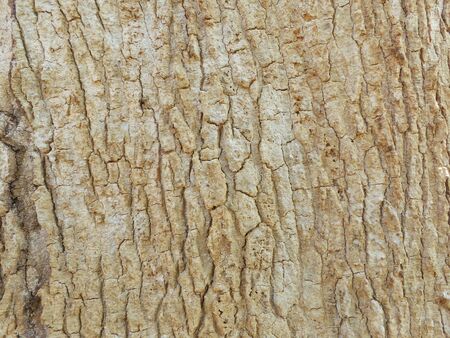 Texture on bark of a tree for background 