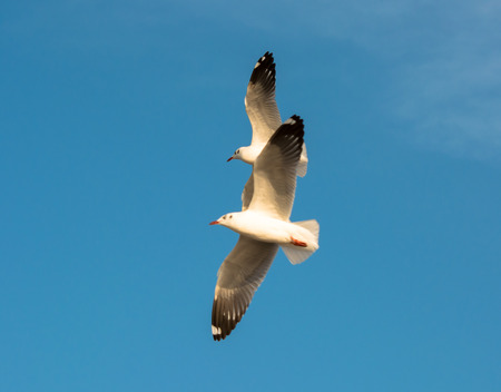Seagulls gliding against bluesky の写真素材