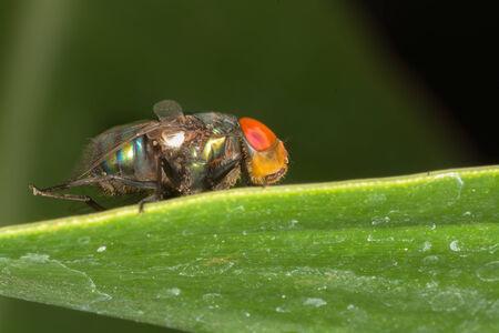Blow Fly の写真素材