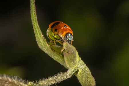 Orange beetle with black spots on dark background の写真素材