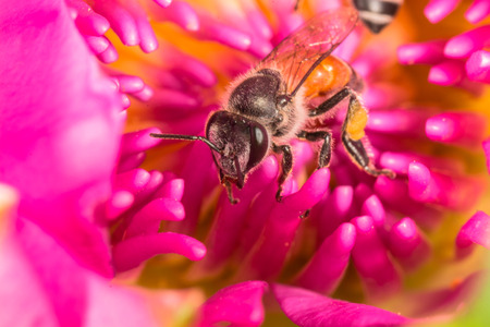 Bee inside pink lotus 