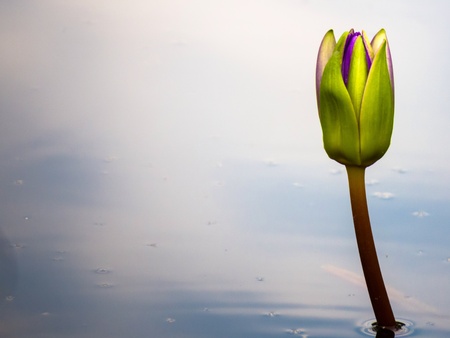 Lotus isolated in a pond with cloudy sky reflected on the surface of water.