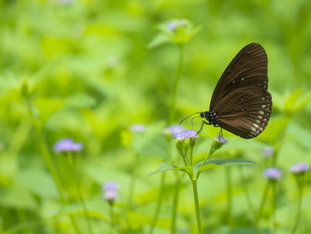 Blue King Crow butterfly の写真素材