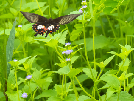 Red Helen butterfly hovering over wild weed flower bushes の写真素材
