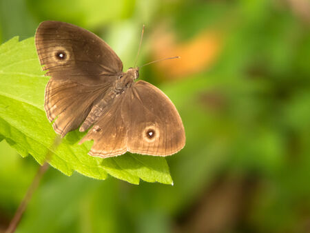 Common Four-Ring butterfly の写真素材
