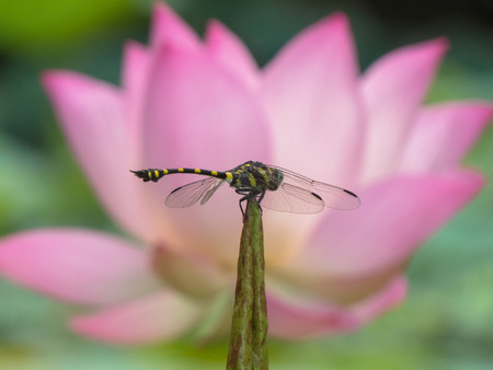 Yellow-green and Black stripe dragonfly against Sacred Pink Lotus background の写真素材