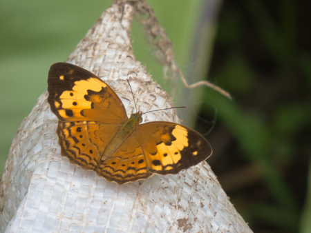Rustic Butterfly on fertilizer bag の写真素材