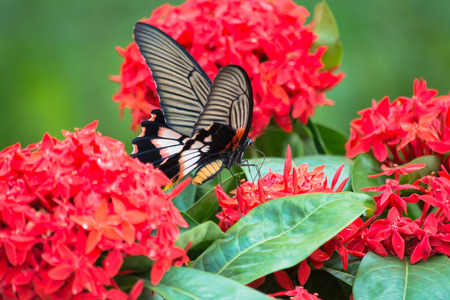 Female Great Mormon Butterfly, f.distantianus.の写真素材